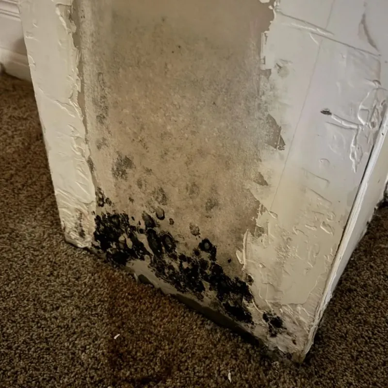 Professional Mold Removal in West Wyoming, PA